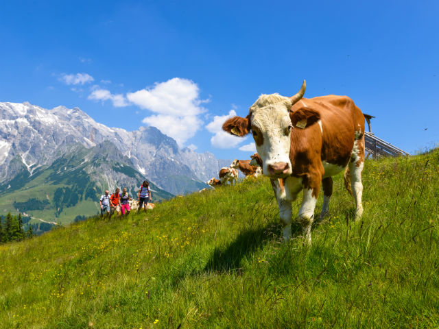 Region Hochkoenig Almwiese